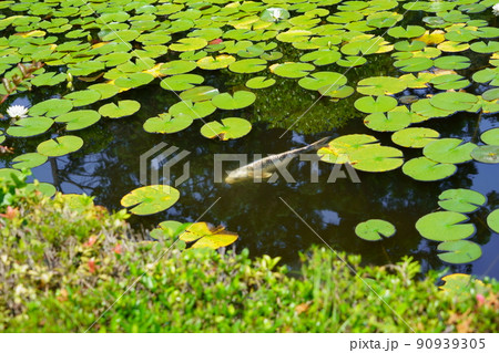京都・山城・観音寺のスイレンの池・梅雨の晴れ間 京都・山城・観音寺のスイレンの池・梅雨の晴れ間 90939305