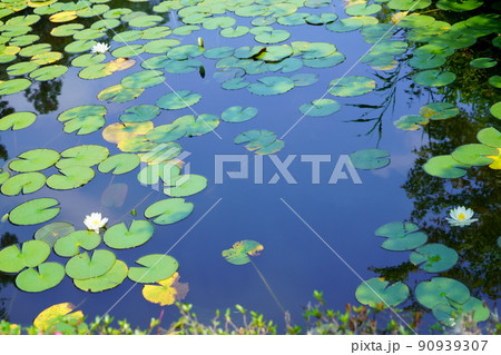京都・山城・観音寺のスイレンの池・梅雨の晴れ間 京都・山城・観音寺のスイレンの池・梅雨の晴れ間 90939307