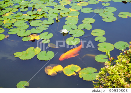 京都・山城・観音寺のスイレンの池・梅雨の晴れ間 90939308