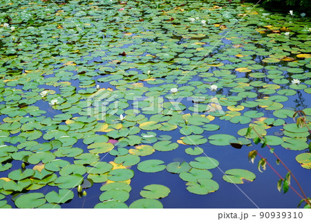 京都・山城・観音寺のスイレンの池・梅雨の晴れ間 90939310