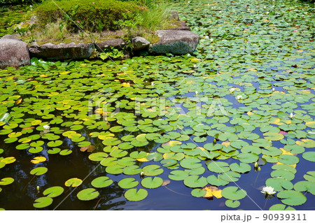 京都・山城・観音寺のスイレンの池・梅雨の晴れ間 90939311