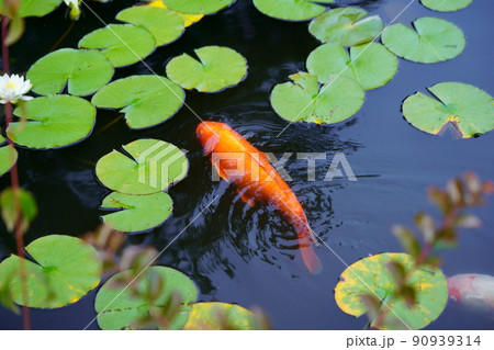 京都・山城・観音寺のスイレンの池・梅雨の晴れ間 90939314