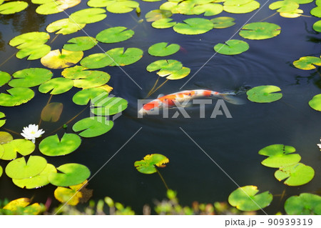 京都・山城・観音寺のスイレンの池・梅雨の晴れ間 90939319