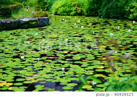 京都・山城・観音寺のスイレンの池・梅雨の晴れ間 90939325