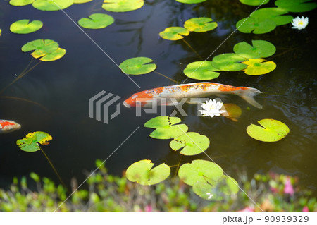 京都・山城・観音寺のスイレンの池・梅雨の晴れ間 90939329