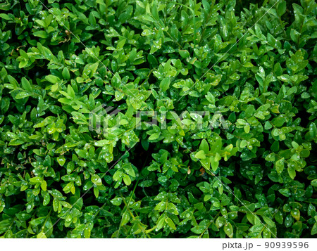 The bright shiny wet green foliage of boxwood Buxus sempervirens 90939596