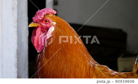 Rooster's red head close-up. Chickens on a farm in the countryside Rooster's red head close-up. Chickens on a farm in the countryside 90939606
