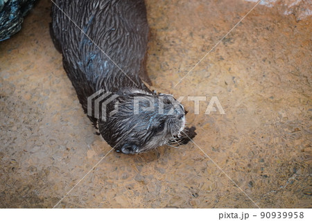 雨の動物園のコツメカワウソ 90939958