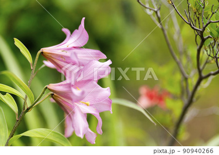 自生する「ひめさゆり群生地」 福島県喜多方市 自生する「ひめさゆり群生地」 福島県喜多方市 90940266