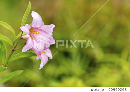 自生する「ひめさゆり群生地」 福島県喜多方市 自生する「ひめさゆり群生地」 福島県喜多方市 90940268