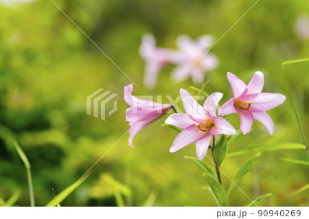 自生する「ひめさゆり群生地」 福島県喜多方市 自生する「ひめさゆり群生地」 福島県喜多方市 90940269