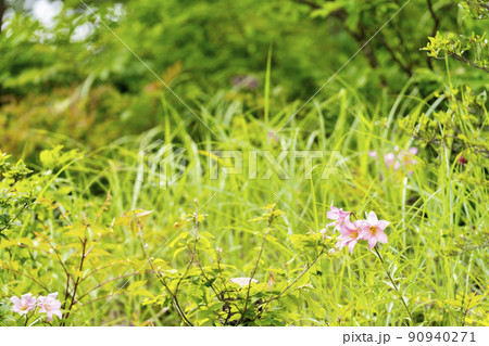 自生する「ひめさゆり群生地」　福島県喜多方市 90940271