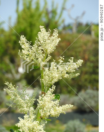ルバーブの花 ルバーブの花 90940287