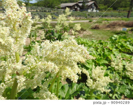 ルバーブの花 90940289