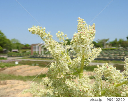 ルバーブの花 ルバーブの花 90940290