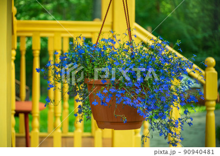Blue lobelia flowers in a pot against a yellow porch 90940481
