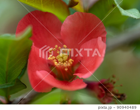 Red flowers of Chaemnomeles superba Rowallane quince. Chinese quince blossom in spring. 90940489