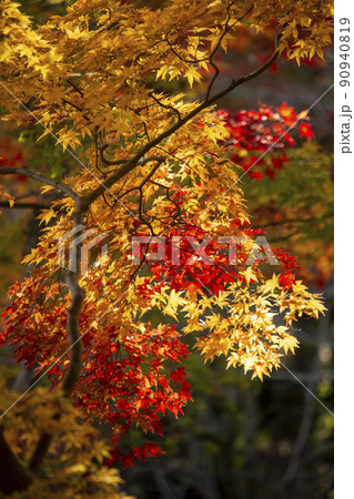 公園の秋 90940819