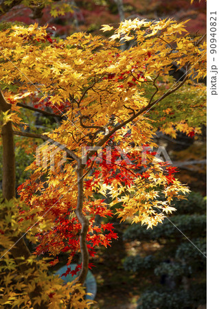 秋の彩り 90940821