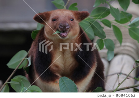 セスジキノボリカンガルー 90941062