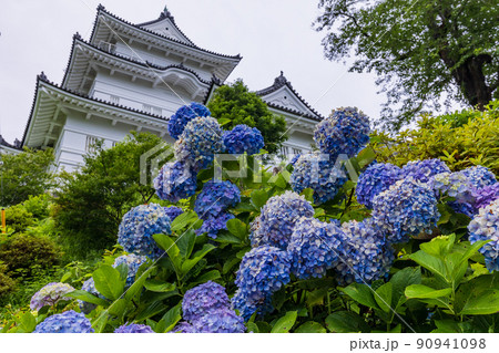（神奈川県）アジサイが美しい小田原城址公園　天守閣 90941098