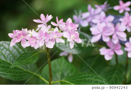 鷹栖つり橋公園のアジサイ 90942243