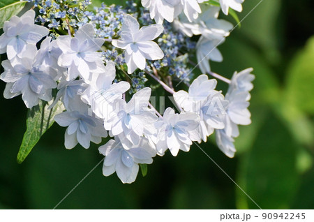 鷹栖つり橋公園のアジサイ 鷹栖つり橋公園のアジサイ 90942245