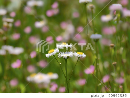 ハルジオンは、初夏にはいたるところに咲くなんでもない野草ですが、白や赤の花の群生はとてもきれいです ハルジオンは、初夏にはいたるところに咲くなんでもない野草ですが、白や赤の花の群生はとてもきれいです 90942386