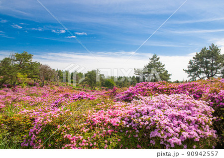 万年山・ミヤマキリシマ群生地(御花畑) 万年山・ミヤマキリシマ群生地(御花畑) 90942557