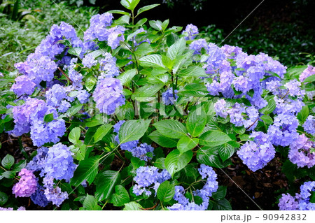 川越の街　仙波東照宮に咲く紫陽花 90942832