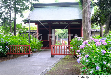 川越の街　仙波東照宮に咲く紫陽花 90942833