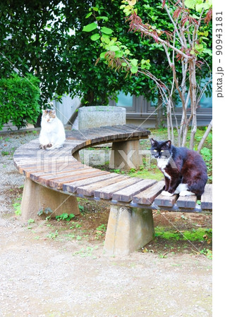 二匹の野良猫 二匹の野良猫 90943181