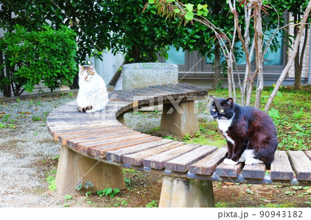 二匹の野良猫 二匹の野良猫 90943182