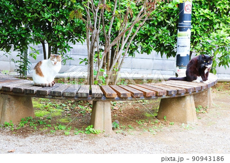 二匹の野良猫 二匹の野良猫 90943186