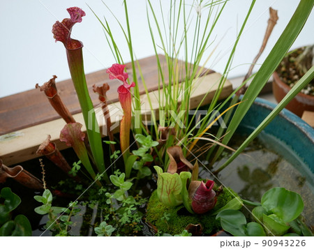 ビオトーブ 食虫植物 90943226