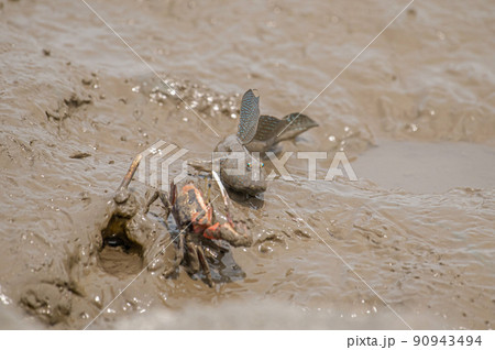 シオマネキを威嚇するムツゴロウ 90943494