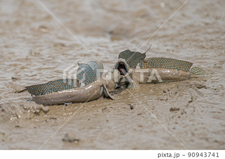 威嚇し合うムツゴロウ 90943741