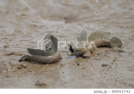威嚇し合うムツゴロウ 90943742