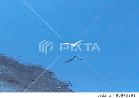 水面を飛び立つシラサギ 水面を飛び立つシラサギ 90943891