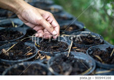 Adult's hand is holding and proping up the sapling in blac plastic flowerpot. Adult's hand is holding and proping up the sapling in blac plastic flowerpot. 90944100