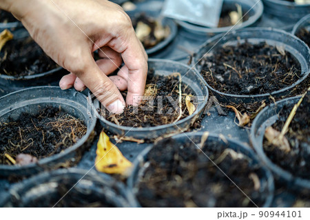 Adult's hand is holding and proping up the sapling in blac plastic flowerpot. Adult's hand is holding and proping up the sapling in blac plastic flowerpot. 90944101
