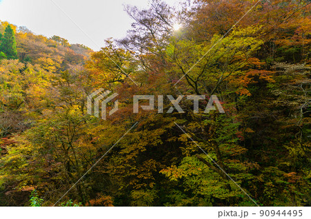 くじゅう連山「秋晴れ紅葉風景」大分県竹田市 90944495