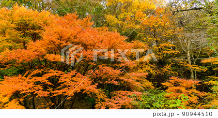 くじゅう連山「秋晴れ紅葉風景」大分県竹田市 くじゅう連山「秋晴れ紅葉風景」大分県竹田市 90944510
