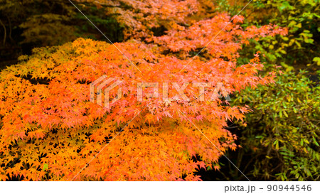 クローズアップ紅葉風景　くじゅう連山「秋晴れ紅葉風景」大分県竹田市 90944546