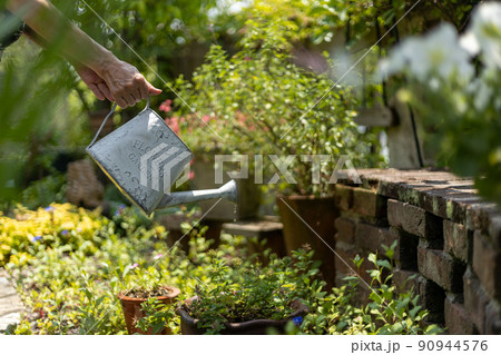 家の庭で植物に白いジョウロで水やりをするシニア女性 90944576