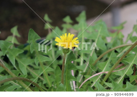 ニホンタンポポの一種のトウカイタンポポの花 ニホンタンポポの一種のトウカイタンポポの花 90944699