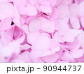ピンクの紫陽花 90944737