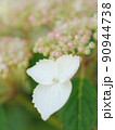 白い紫陽花の花と蕾 90944738