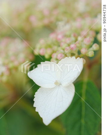 白い紫陽花の花と蕾 90944738