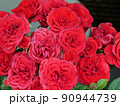 赤いバラの花が沢山咲いている 90944739